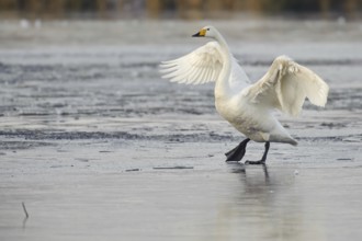 Whooper Swan (Cygnus cygnus), Lower Saxony, Germany