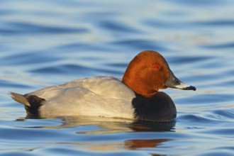 Common Pochard (Aythya ferina) male, Baden-Wuerttemberg, Germany