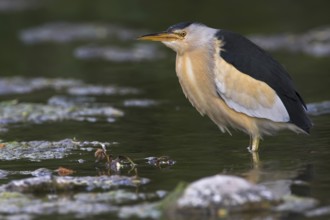 Little Bittern (Ixobrychus minutus), Lesvos, Greece
