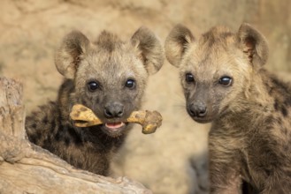 Spotted Hyena (Crocuta crocuta) two cubs holding bone in the jaws, Sabi Sands, South Afrika