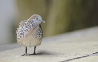 Zebra Dove (Geopelia striata), Mauritius