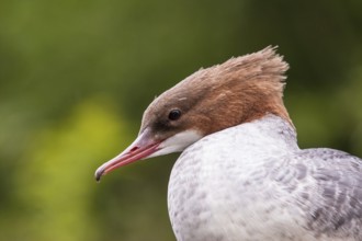 Common Merganser (Mergus merganser) female, Bavaria, Germany