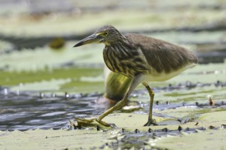 Indian Pond Heron (Ardeola grayii), Kerala, India