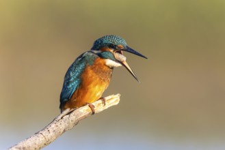 Common Kingfisher (Alcedo atthis) regurgitating pellet, North-Rhine Westphalia, Germany