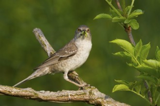 Barred Warbler (Sylvia nisoria), Hungary