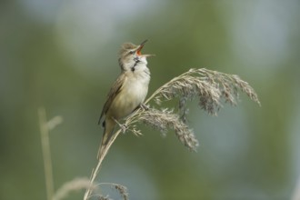 Great Reed Warbler (Acrocephalus arundinaceus) singing, Brandenburg, Germany