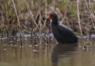 Eurasian Coot (Fulica atra) juvenile, Schleswig-Holstein, Germany