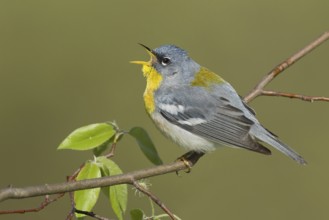 Northern Parula (Setophaga americana) singing, USA