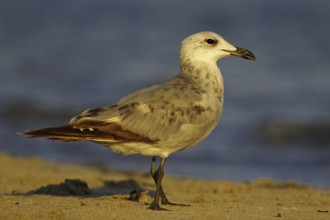 Audouin's Gull (Ichthyaetus audouinii) juvenile, Mallorca, Spain