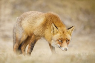 Rotfuchs, Vulpes vulpes Red Fox, Vulpes vulpes