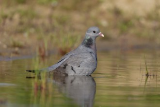 Stock Dove (Columba oenas) bathing, Brandenburg, Germany