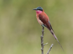 Southern Carmine Bee-eater (Merops nubicoides), South Africa