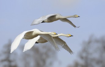 Whooper Swan (Cygnus cygnus) flying, Sweden