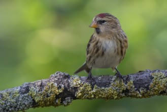 Common Redpoll (Acanthis flammea), Lower Saxony, Germany