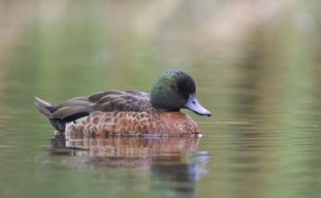 Chestnut Teal (Anas castanea) male, Victoria, Australia