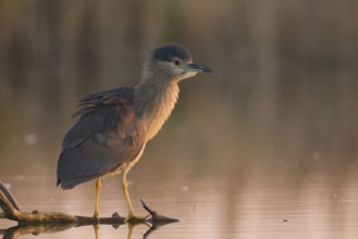 Black-crowned Night Heron (Nycticorax nycticorax) juvenile, Subotica, Serbia
