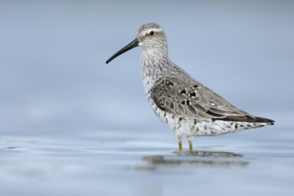 Stilt Sandpiper (Calidris himantopus), Texas, USA