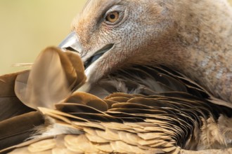 Griffon Vulture (Gyps fulvus) preening, Extremadura, Spain