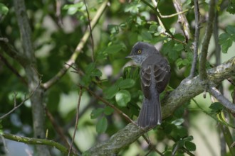 Barred Warbler (Sylvia nisoria) male perched on a branch, Brandenburg, Germany