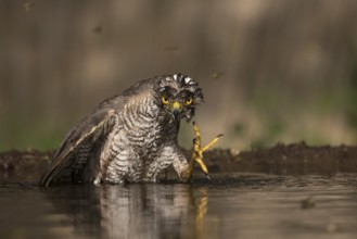 Eurasian Sparrowhawk (Accipiter nisus) male bathing at a waterhole, Subotica, Serbia