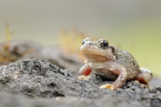 Midwife Toad (Alytes obstetricans) adult sitting on stone, North Rhine-Westphalia, Germany