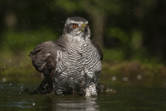 Northern Goshawk (Accipiter gentilis) bathing at a waterhole, Subotica, Serbia