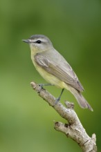 Philadelphia Vireo (Vireo philadelphicus), Texas, USA