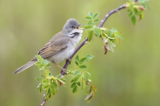 Common Whitethroat (Sylvia communis) male singing, perched on a twig, Poland
