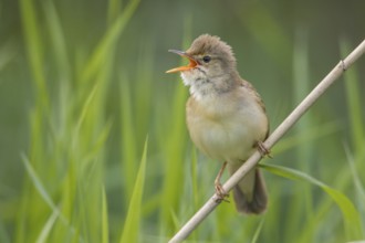 Marsh Warbler (Acrocephalus palustris) male singing in reeds, Poland
