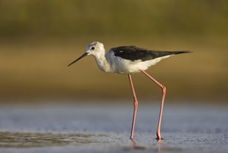 Black-winged Stilt (Himantopus himantopus) female foraging, North Rhine-Westphalia, Germany