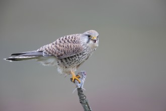 Common Kestrel (Falco tinnunculus) female perched on a branch with a captured mouse in its claws,