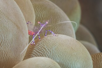 Anemonen-Partnergarnele, Ancylomenes tosaensis, Blasenkoralle, Plerogyra sinuosa Tosa Anemone
