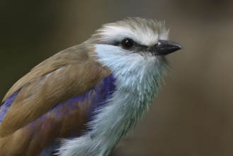 Racket-tailed Roller (Coracias spatulatus), California, USA