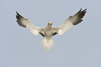 Northern Gannet (Morus bassanus) flying, Quebec, Canada