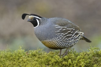 California Quail (Callipepla californica) male, Canada