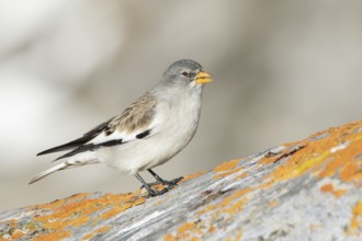 White-winged Snowfinch (Montifringilla nivalis), Valais, Switzerland