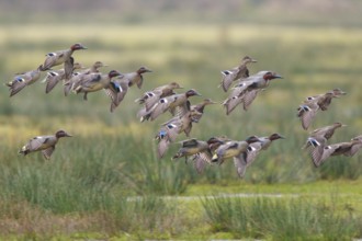 Eurasian Teal (Anas crecca) group landing, North Rhine-Westphalia, Germany