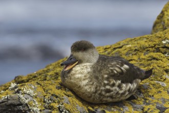Crested Duck (Lophonetta specularioides), Falkland Islands