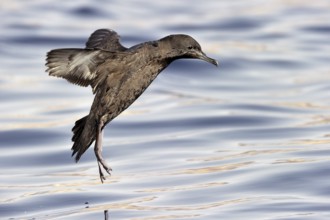 Sooty Shearwater (Ardenna grisea) flying, Eilat, Israel