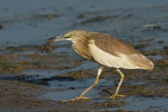 Squacco Heron (Ardeola ralloides), Lesvos, Greece