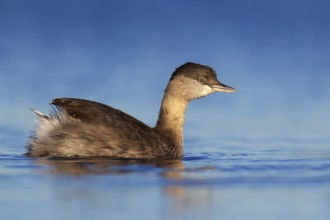 Hoary-headed Grebe (Poliocephalus poliocephalus), Victoria, Australia