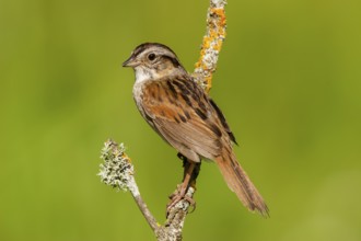 Swamp Sparrow Melospiza georgiana Tamarack, Aitken County, Minnesota, United States 18 June Adult