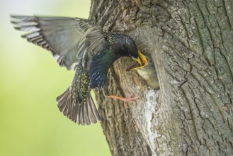 Common Starling (Sturnus vulgaris) feeding young in nest hole, Rhineland-Palatinate, Germany