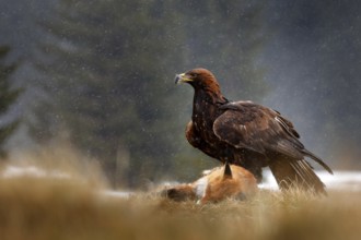 Golden Eagle feeding on kill Red Fox in the forest during rain and snowfall. Bird behaviour in the