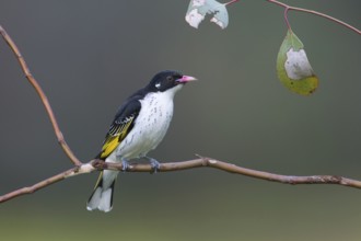 Painted Honeyeater (Grantiella picta), New South Wales, Australia