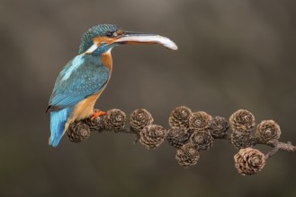 Common Kingfisher (Alcedo atthis) female perched on a branch with a fish in its beak, Lower Saxony,