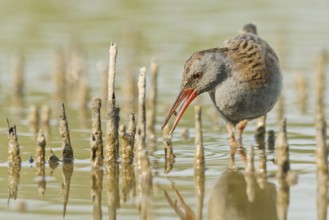 Water Rail (Rallus aquaticus) foraging, Tuscany, Italy