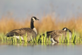 Canada Goose (Branta canadensis), British Columbia, Canada