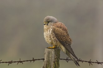 Common Kestrel (Falco tinnunculus), Lower Saxony, Germany