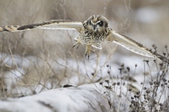Short-eared Owl (Asio flammeus) juvenile flying, British Columbia, Canada